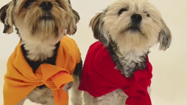 cute and playful dogs watch this video