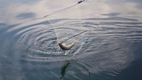 FISH LANDING NET NEEDED TO BE USED