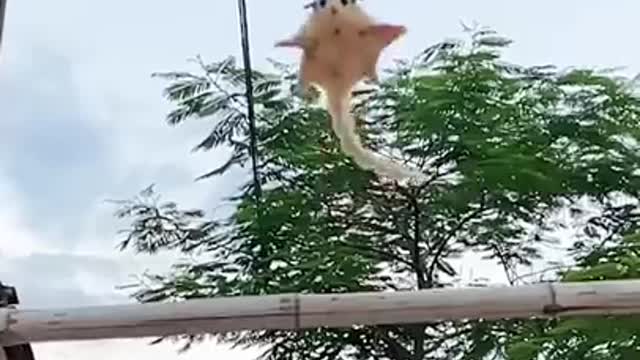 Flying Squirrel