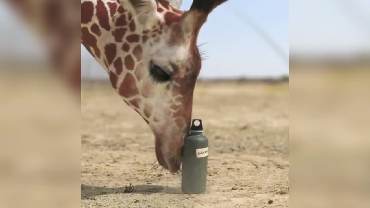 Giraffe and hippo fighting!Cute video