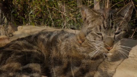 cute cat relaxing