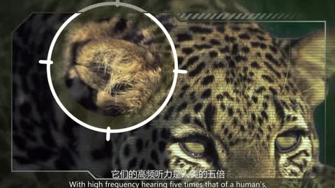 Wild Nights Episode 6 Leopard Attacker from 50 Meters