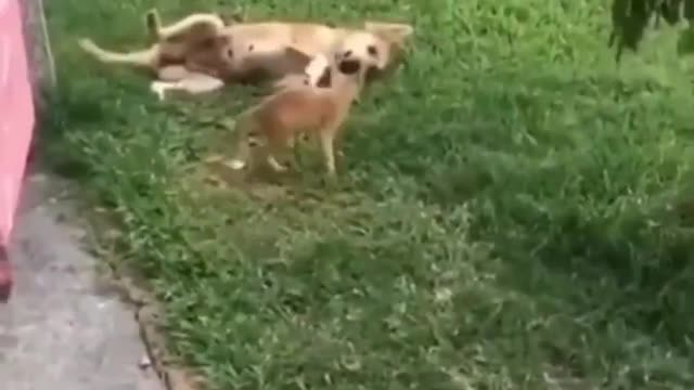 A Little Cat And A Dog Wrestling 🤼‍♂️ 😻