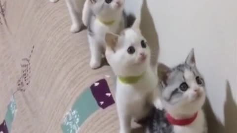 smart and cutest cats