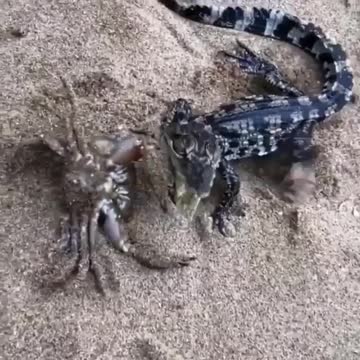 Wrestling baby crocodiles with a crab