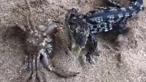 Wrestling baby crocodiles with a crab