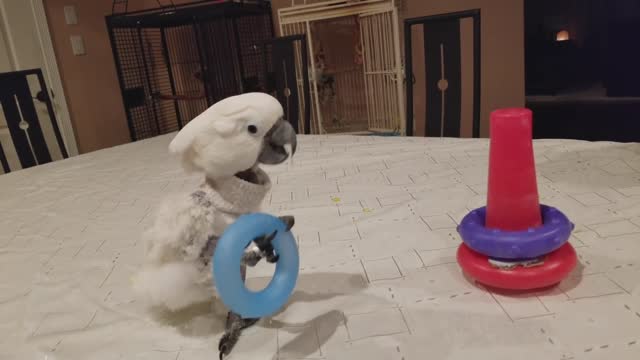 My Cockatoo Playing with Baby Toys | PARROT VIDEO OF THE DAY