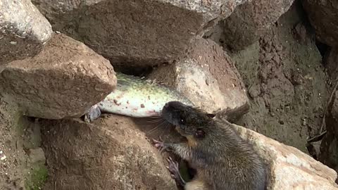 Fishing Rat Carries Catch Away