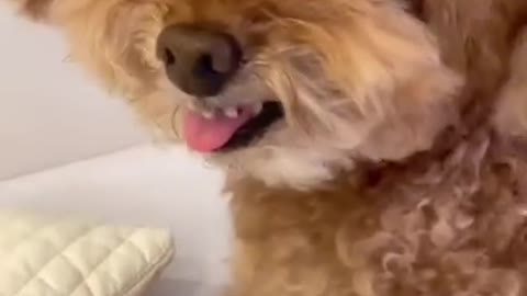 Funniest 🐶 Dogs - Awesome Funny Pet Animals Videos 😇