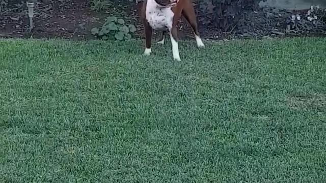 Yard gymnastics