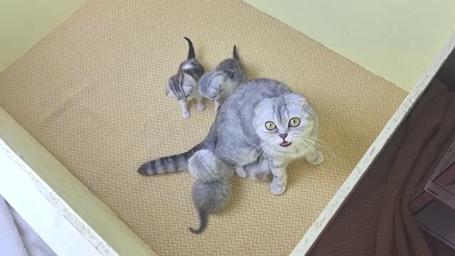 The mother cat attacked and hit the cat's father and doesn't leave the kittens anymore ðŸ˜