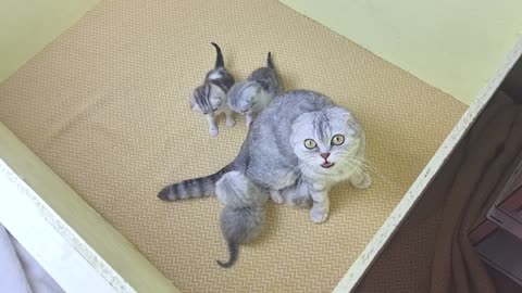 The mother cat attacked and hit the cat's father and doesn't leave the kittens anymore 😭