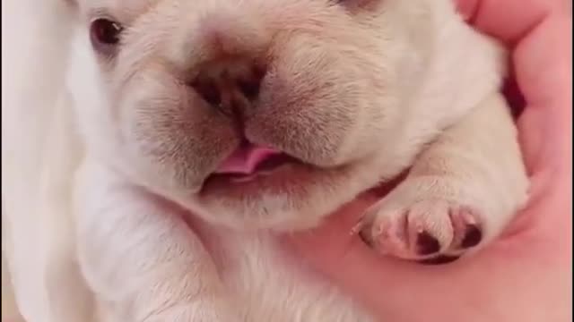 Ultimate Baby Dogs - Cute and Funny Dog Videos Compilation #Shorts