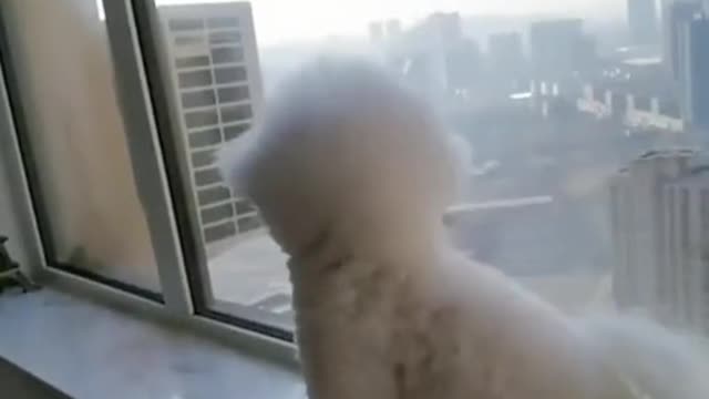 Essa pandemia