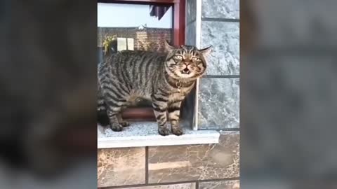 WATCH THIS! cats speak better than hooman