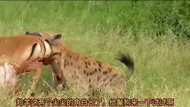 What the cheetah catches is stolen by the hyena, and the hyena is a real thief