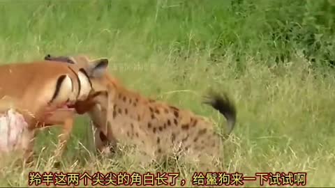 What the cheetah catches is stolen by the hyena, and the hyena is a real thief