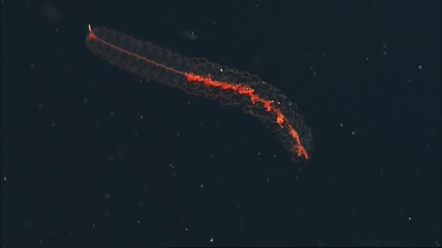 Beautiful transparent worm-like sea creature with a reddish internals | Amazing Ocean Discoveries