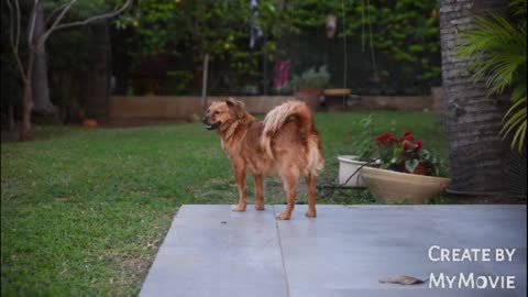 Morning dog 🐕