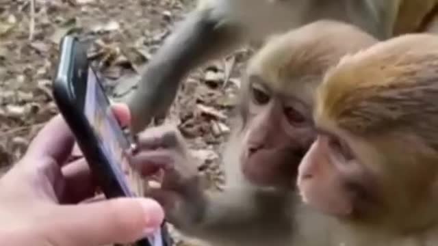 A group of little monkeys watching the video