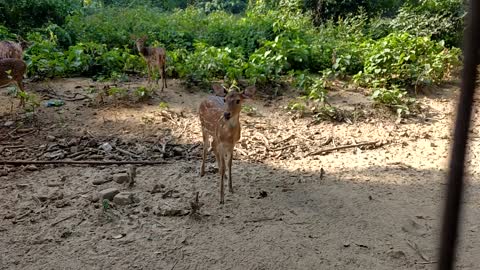 Feeding Deer