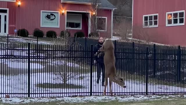 Man Rescues Deer Stuck on Fence