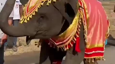 Elephant dance animal funny