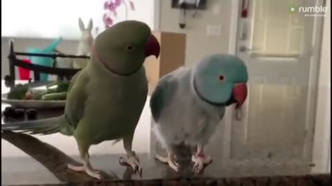 Parrots incredibly talk to one other like humans