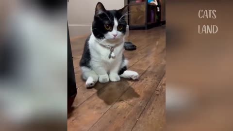 Cute cats doing adorable things