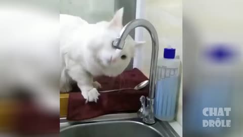 nice Cat Video ever