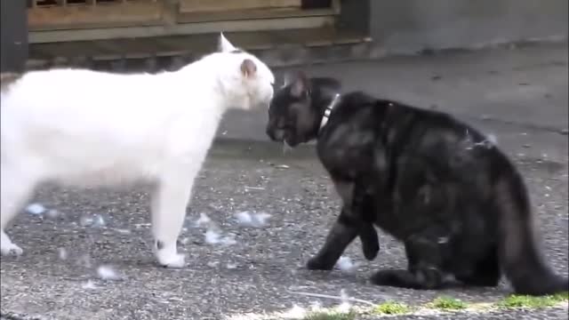 Fight of cats