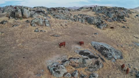 Drone Footage of Cows on a Hillside