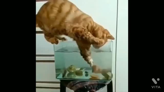 Cat is trying to catch a fish and is caught.