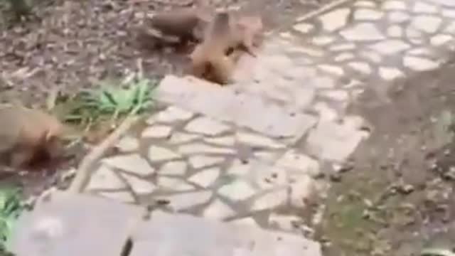 funny dog vs monkey