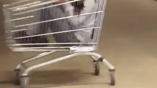 Collab copyright protection vibes - shopping cart fail