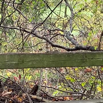 Chipmunk and a Cardinal