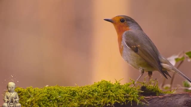 beautiful bird
