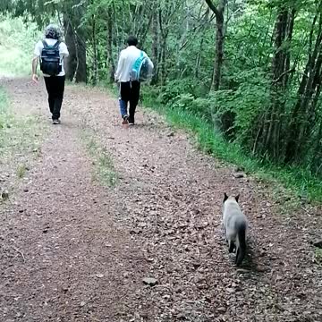 adventure cat on a hiking trip, walk by himself