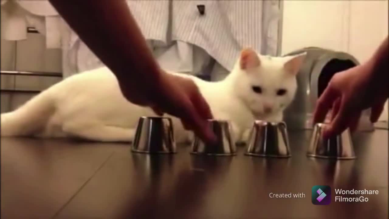 This smart cat will blow your mind