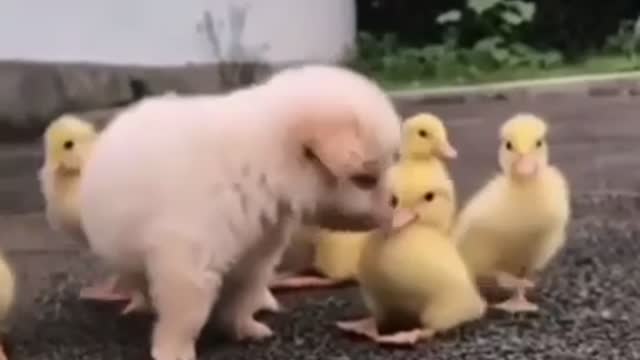 Puppy’s fun time with chicks