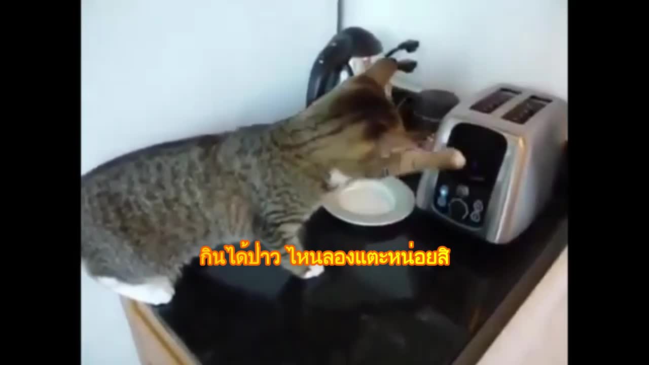 Adorable cat VS Bread Machine Funny scene