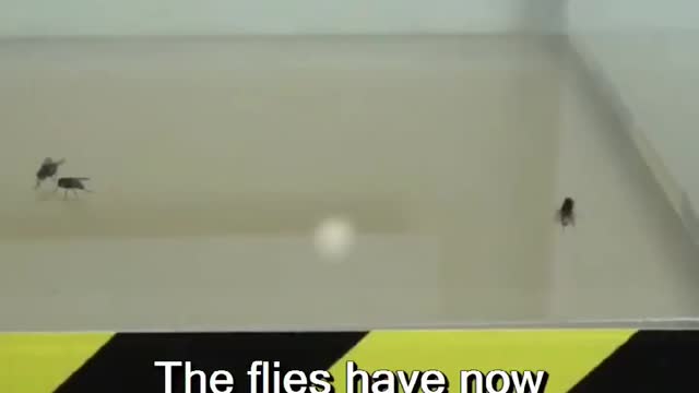 Flies in a vacuum
