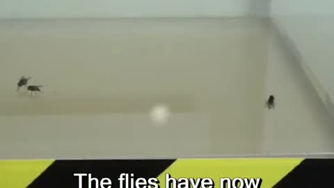 Flies in a vacuum