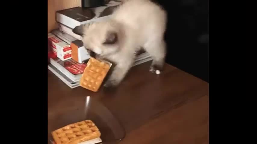 Laughing video