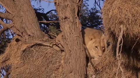 Incredible Battle for Survival - Wild Animals Fighting ! Lion vs Leopard | Leopard Attack Fail