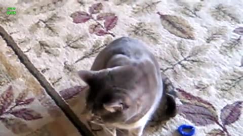 Most virela funny cats video 😺💞💖