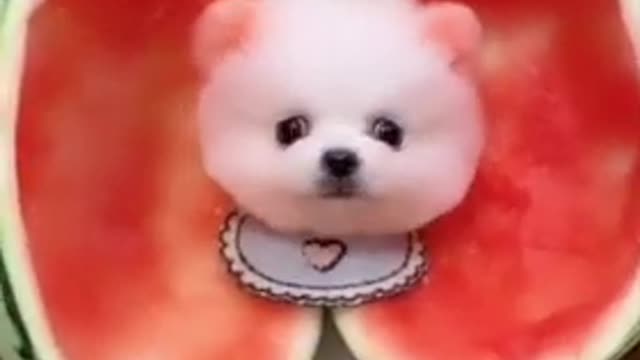 Most Viral DOGS on the internet! 🐶 Ultimate Funny Dogs Compilation! 🐶