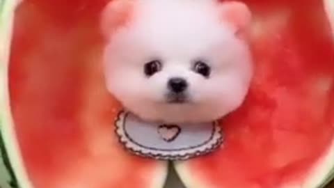 Most Viral DOGS on the internet! 🐶 Ultimate Funny Dogs Compilation! 🐶