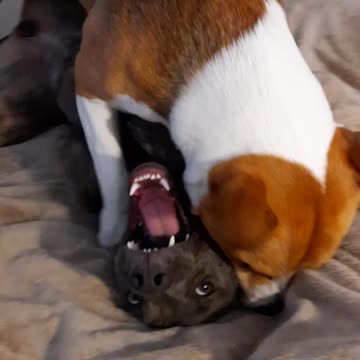 The Growl With Tucker Carlson and Claire Bear