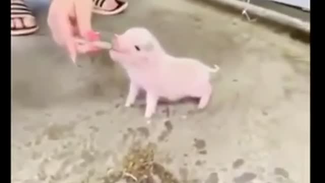 little pig, very sincere and beautiful